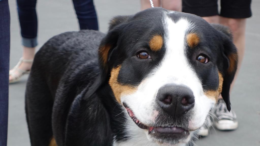 Greater Swiss Mountain Dog