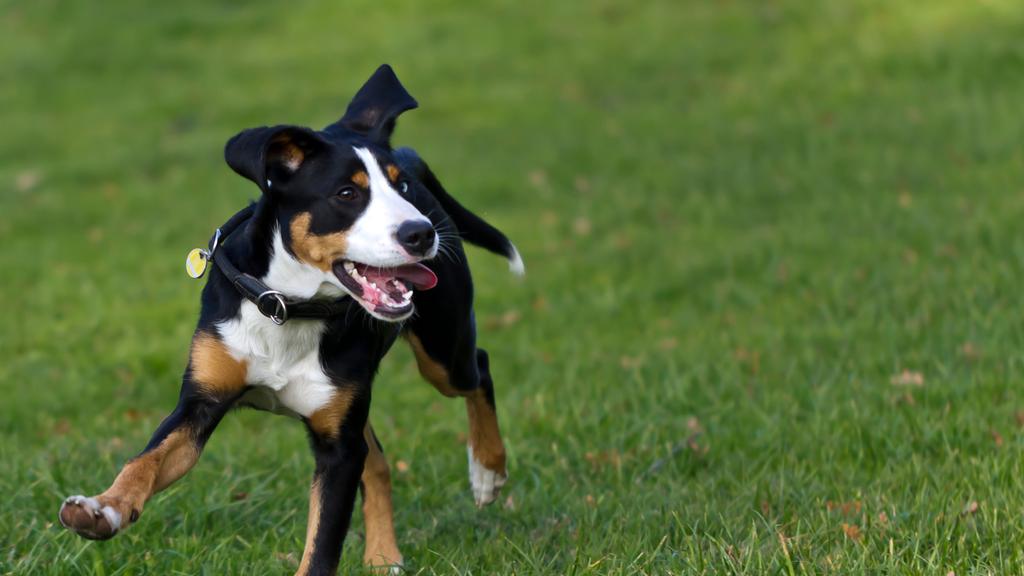 Greater Swiss Mountain Dog