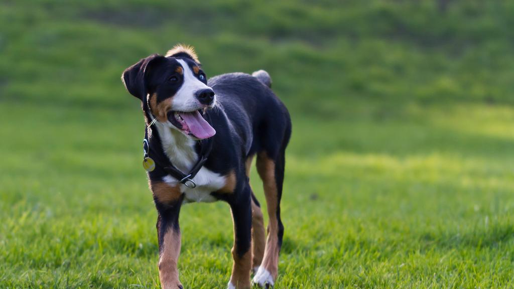 Temperament & Behavior icon