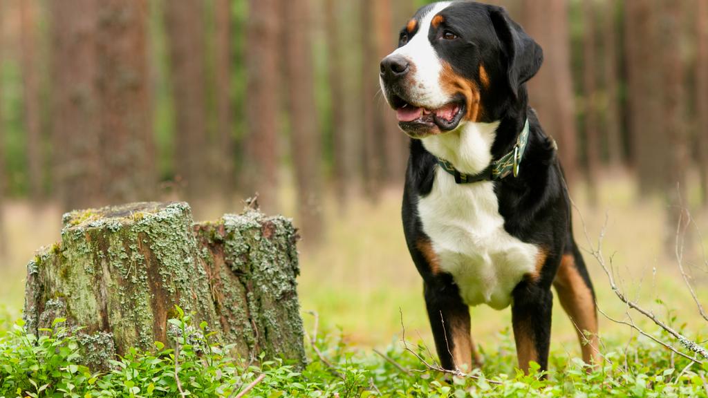 Greater Swiss Mountain Dog
