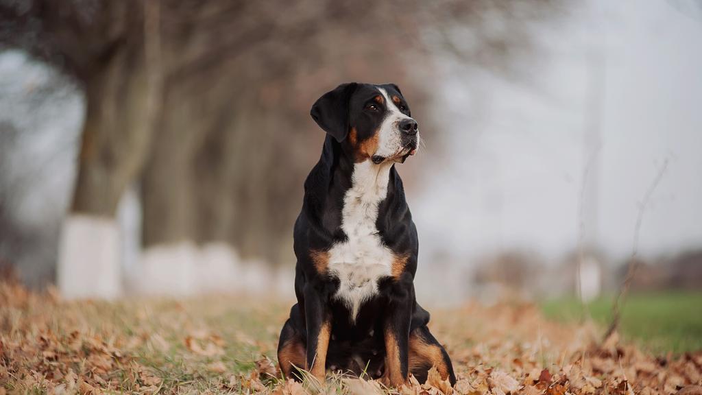 Greater Swiss Mountain Dog
