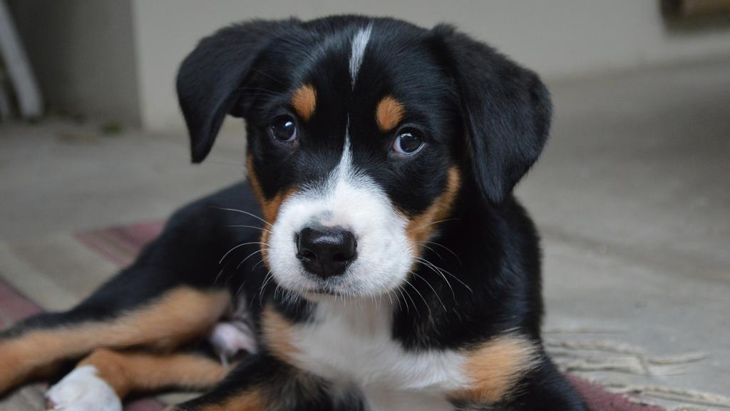 Basic Information icon