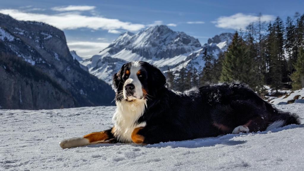 Greater Swiss Mountain Dog