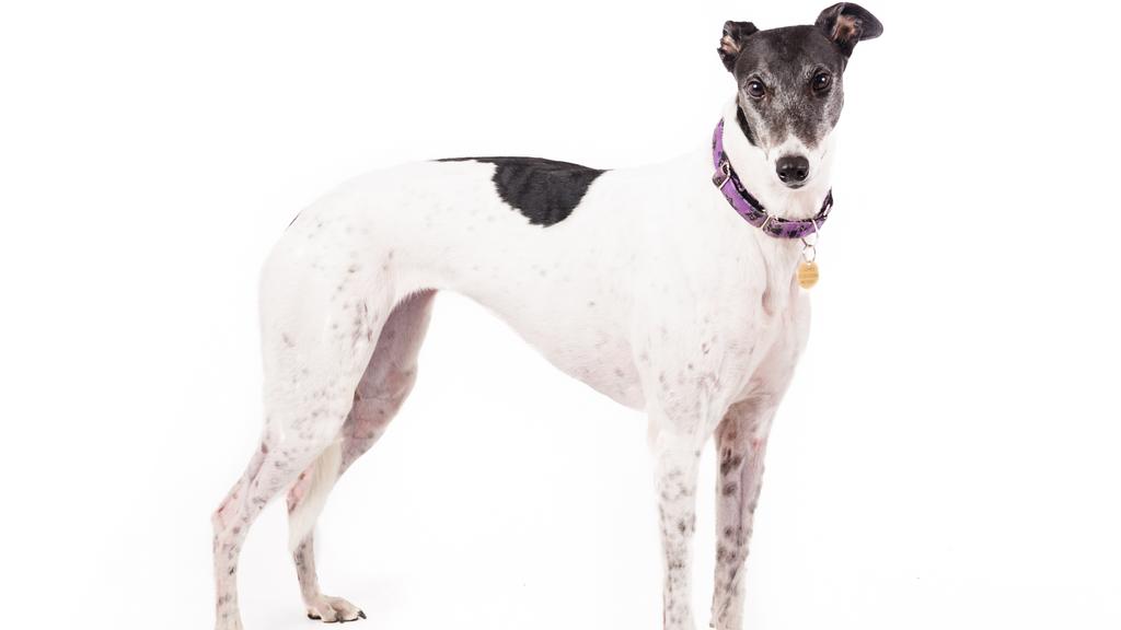 Exercise & Activity Needs icon