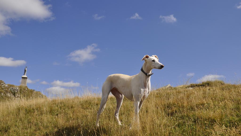 Life Stage Considerations icon