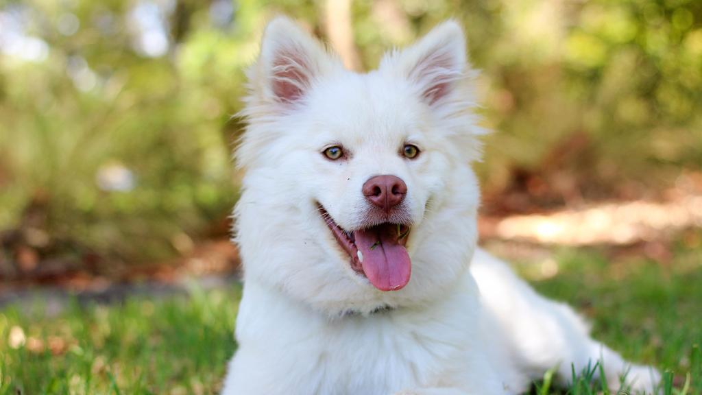 Exercise & Activity Needs icon