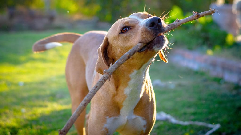 Adoption vs. Breeder Considerations icon