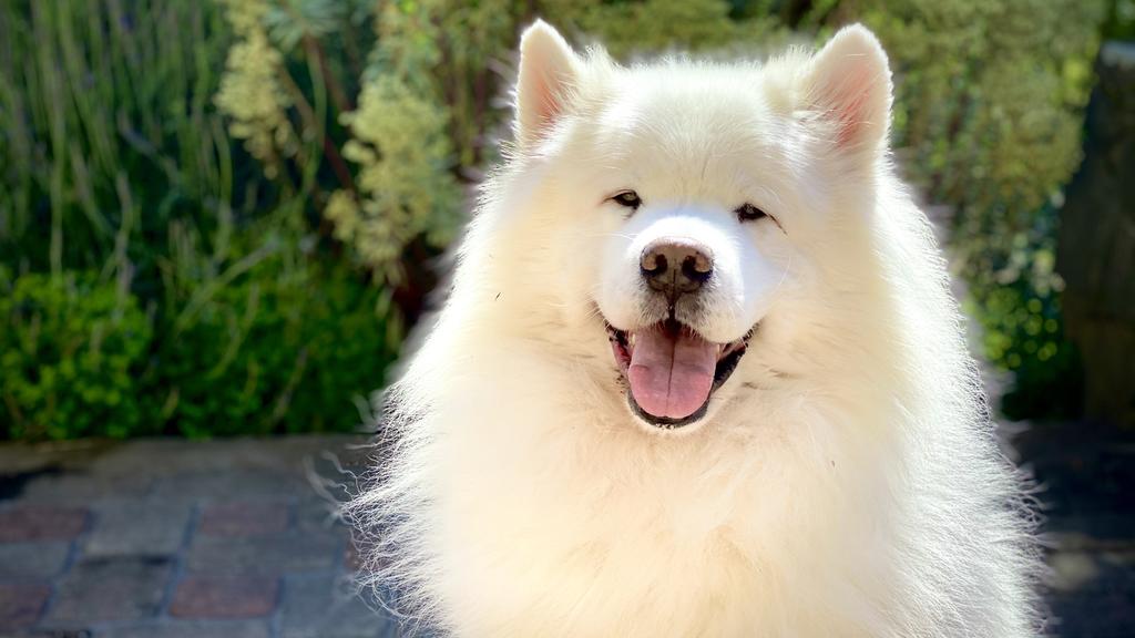 Temperament & Behavior icon