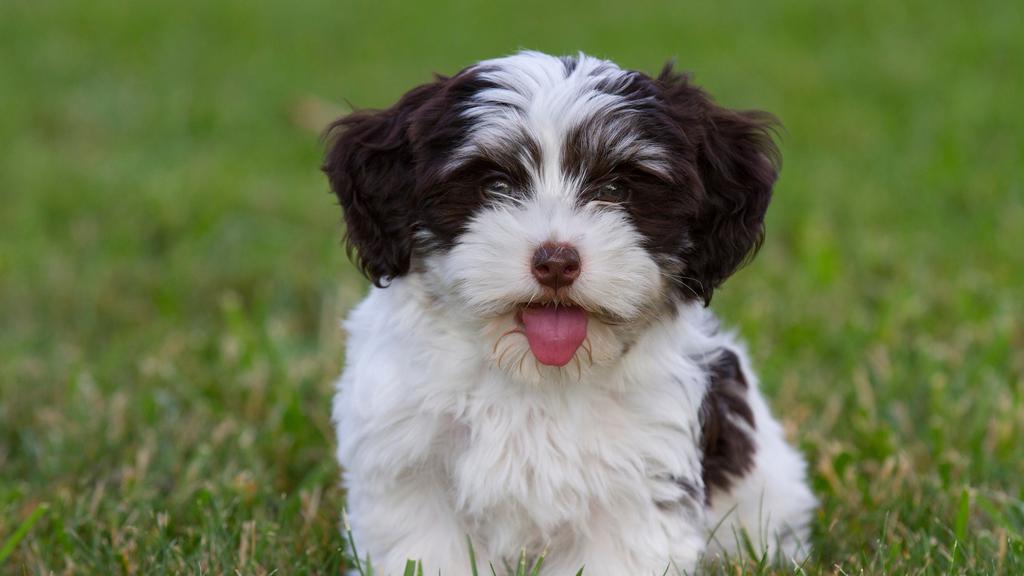 Suitability for First-Time vs. Experienced Owners icon