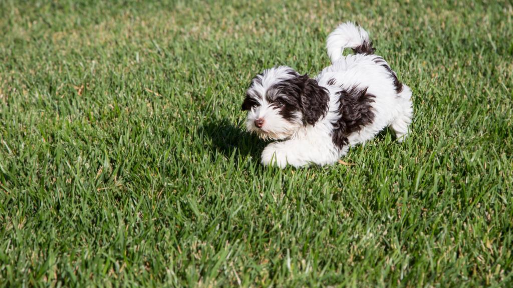 Havanese