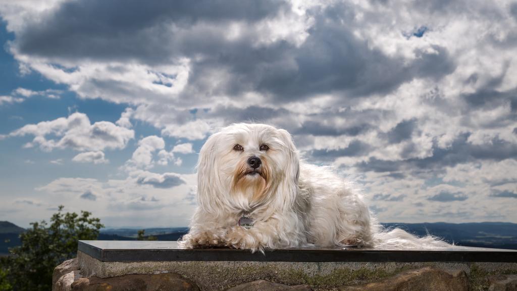 Exercise & Activity Needs icon