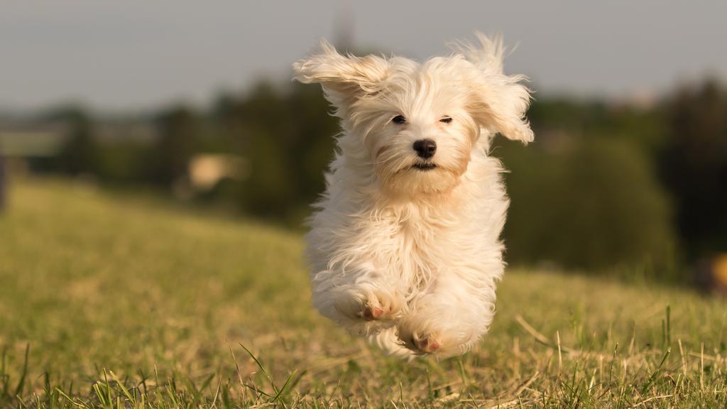 Temperament & Behavior icon