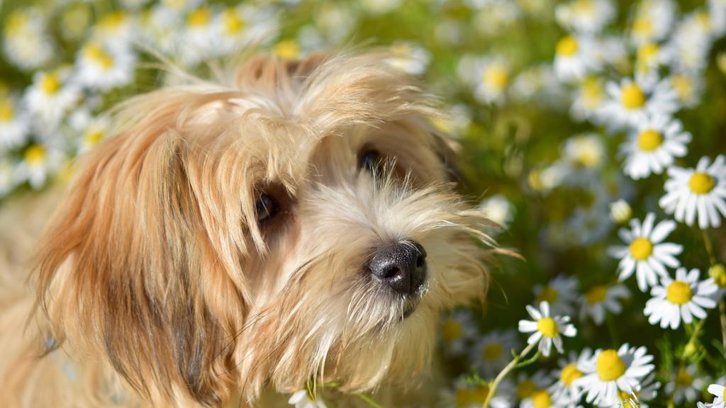 Temperament & Behavior icon