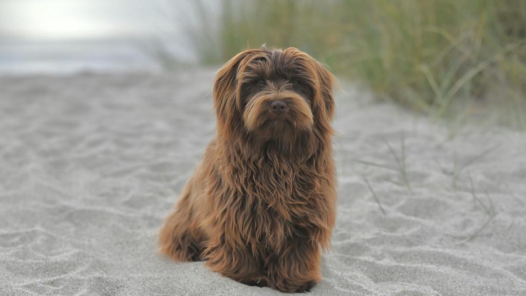 Adoption vs. Breeder Considerations icon