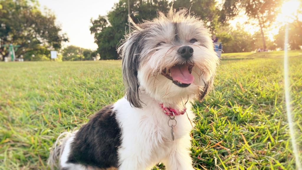 Basic Information icon