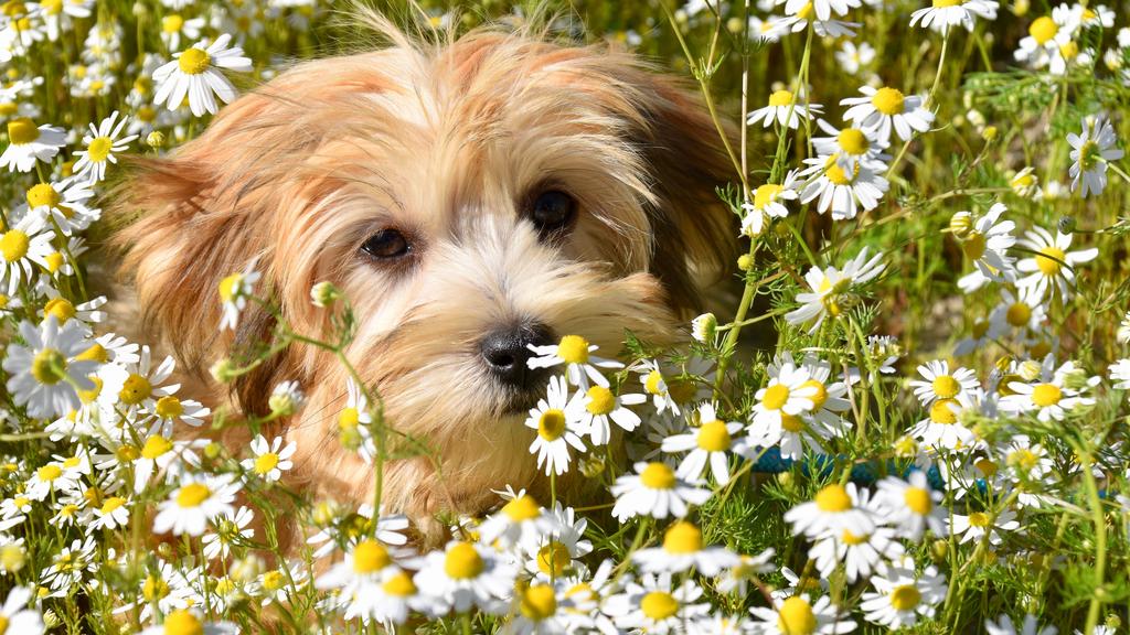 Havanese
