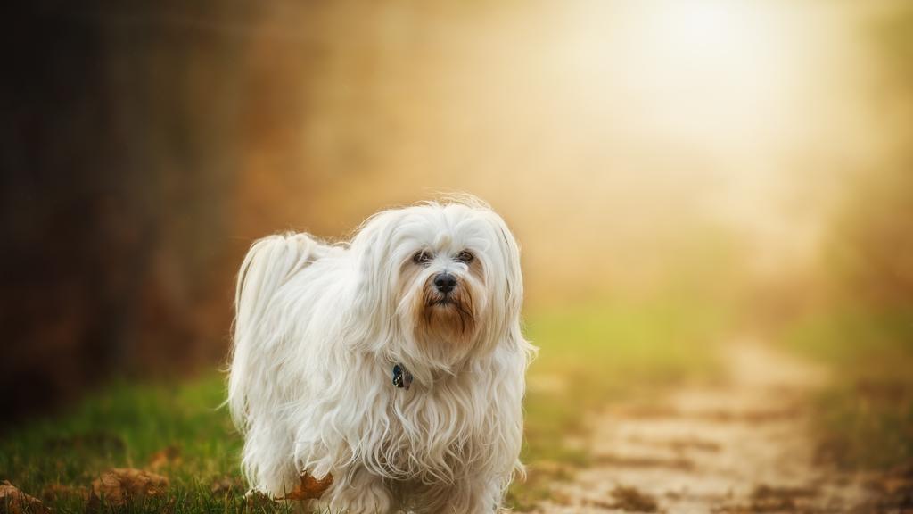 Havanese
