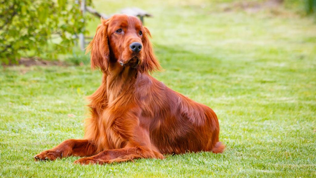 Irish Setter