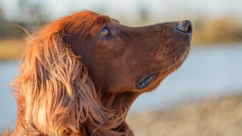 Irish Setter