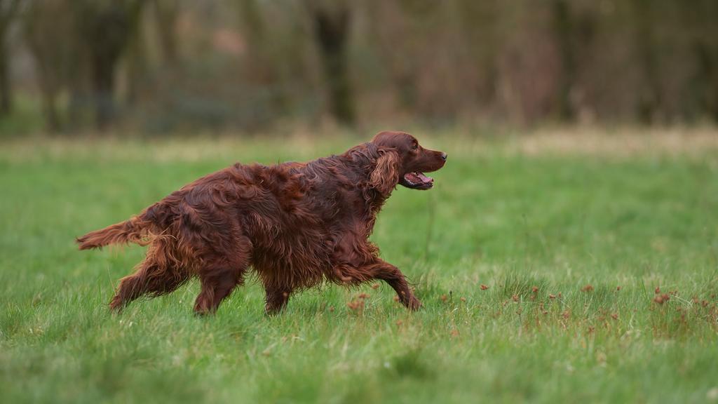 Irish Setter