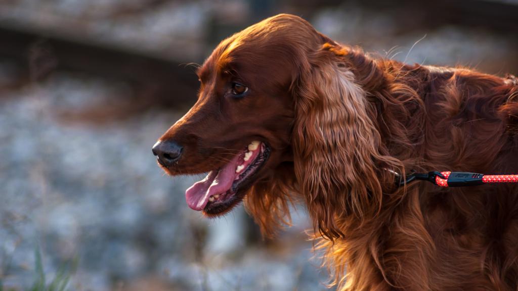 Irish Setter