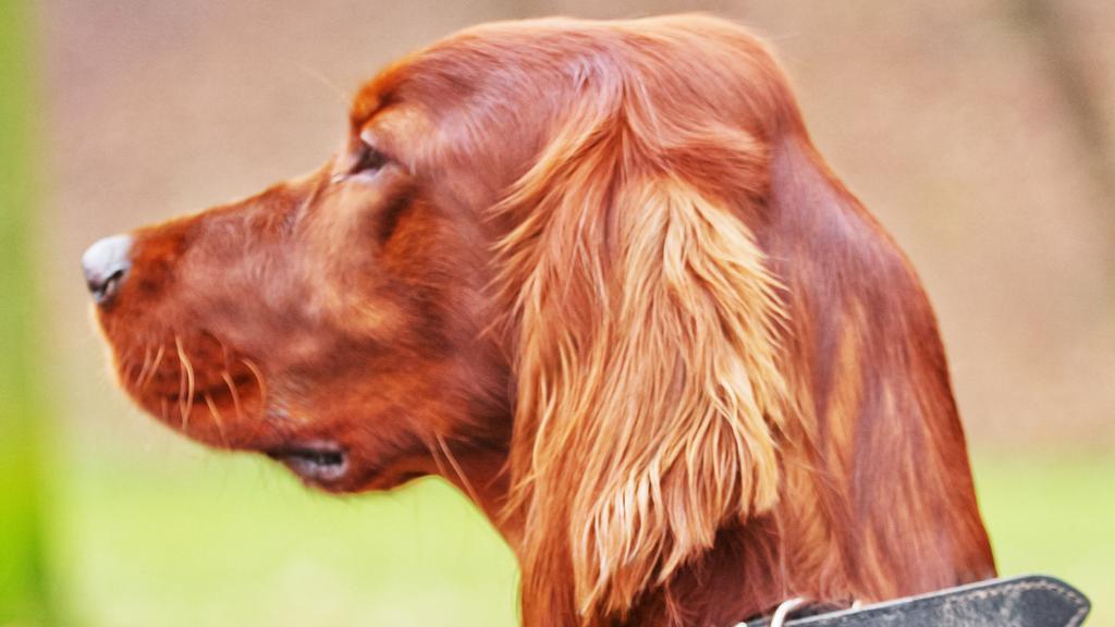 Adoption vs. Breeder Considerations icon