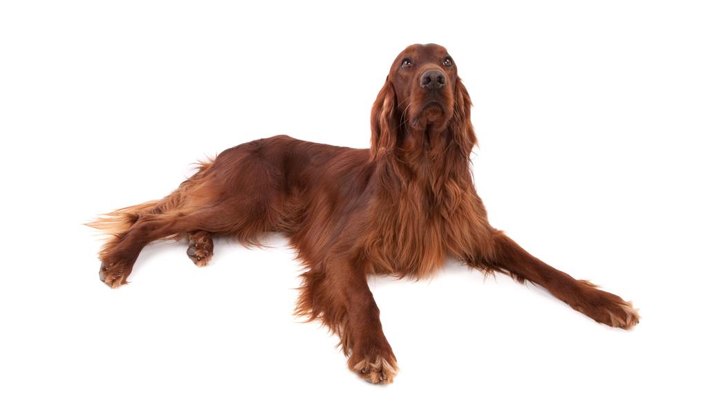 Irish Setter