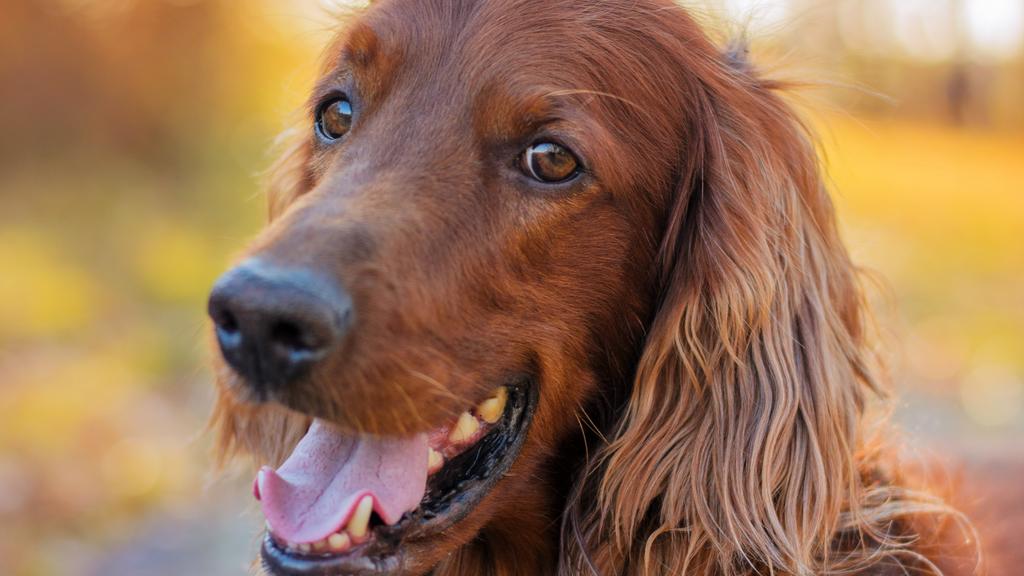 Irish Setter