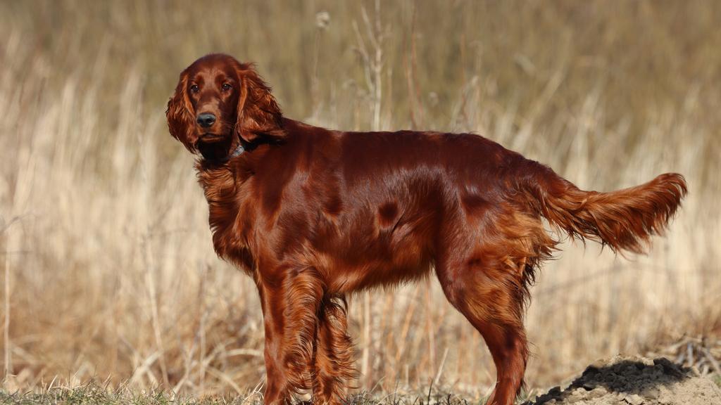 Irish Setter