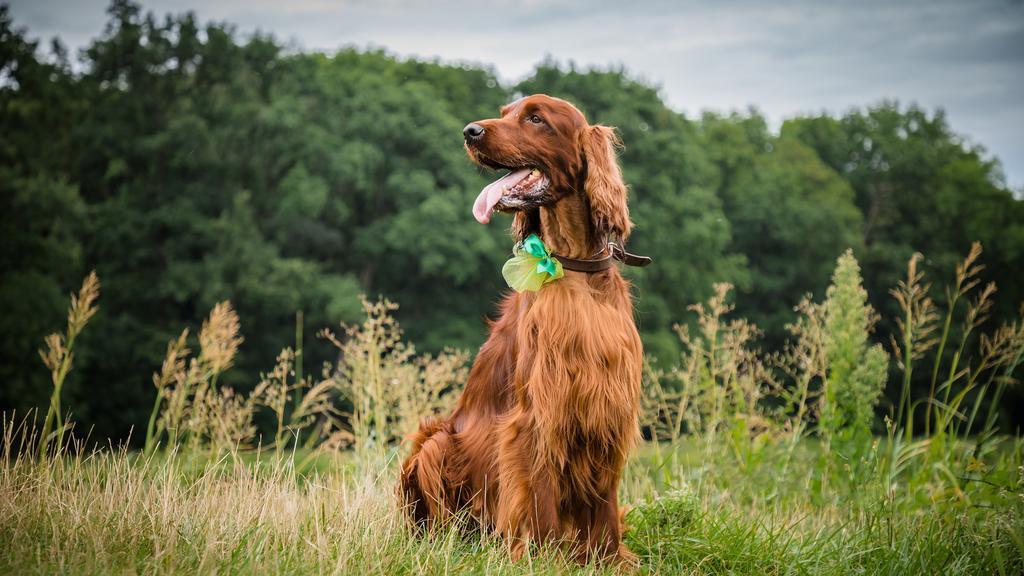 Irish Setter