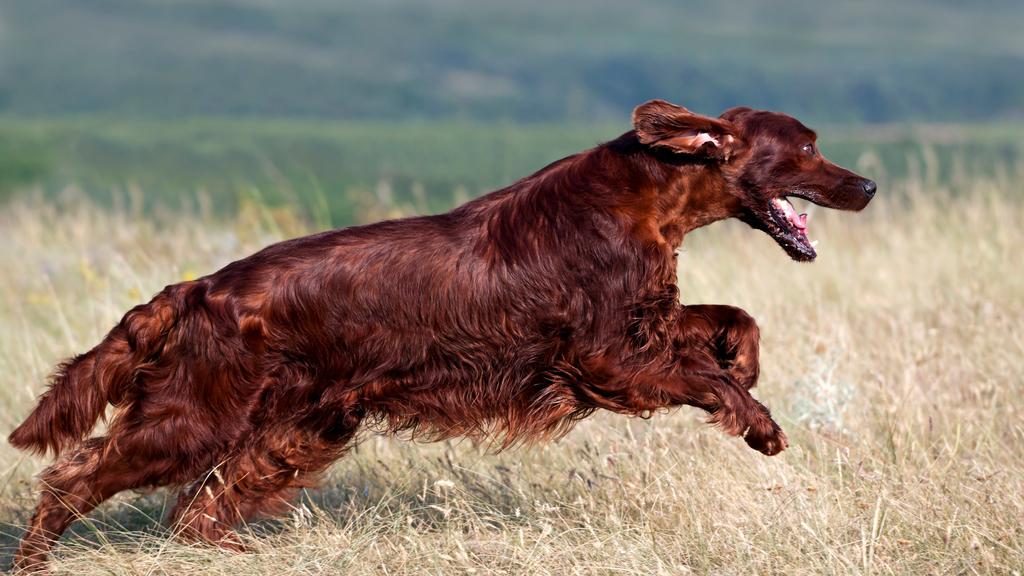 Irish Setter