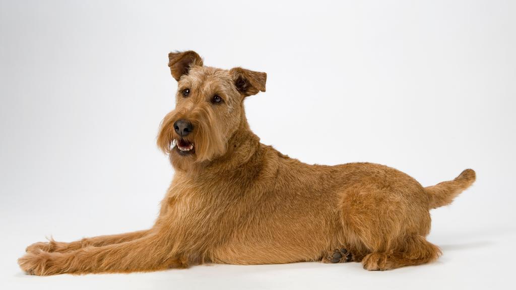 Irish Terrier