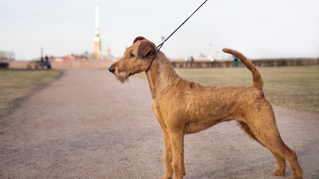 Irish Terrier