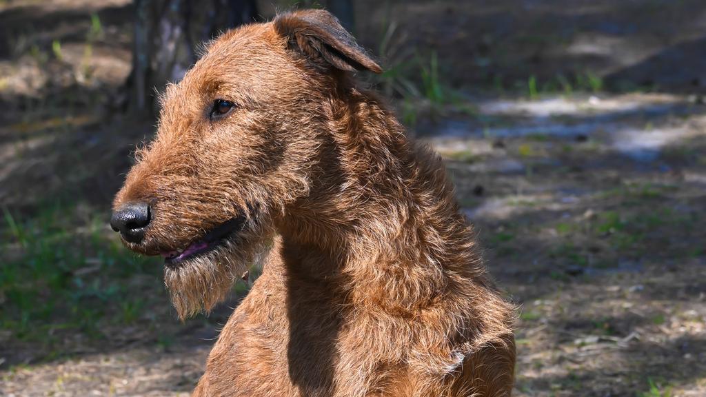 Irish Terrier