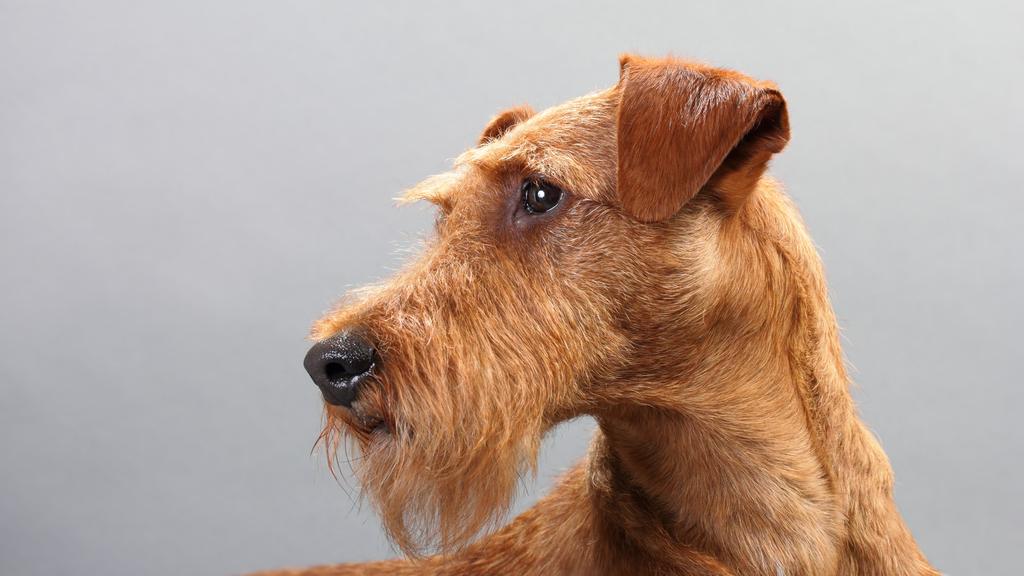 Grooming & Health icon