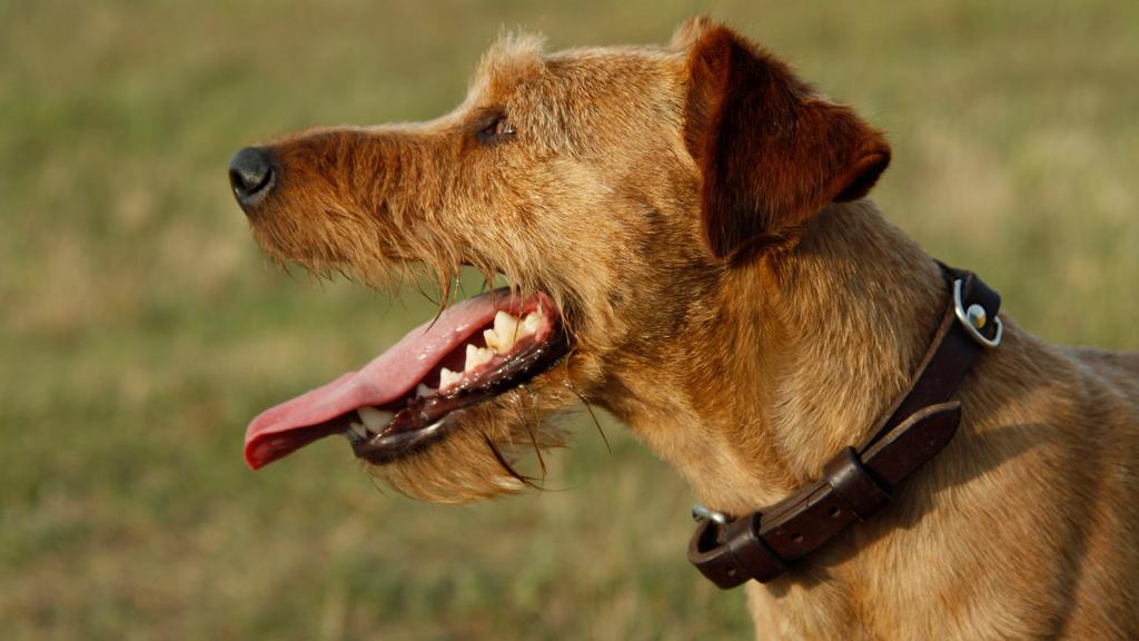 Exercise & Activity Needs icon