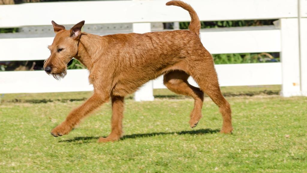 Irish Terrier