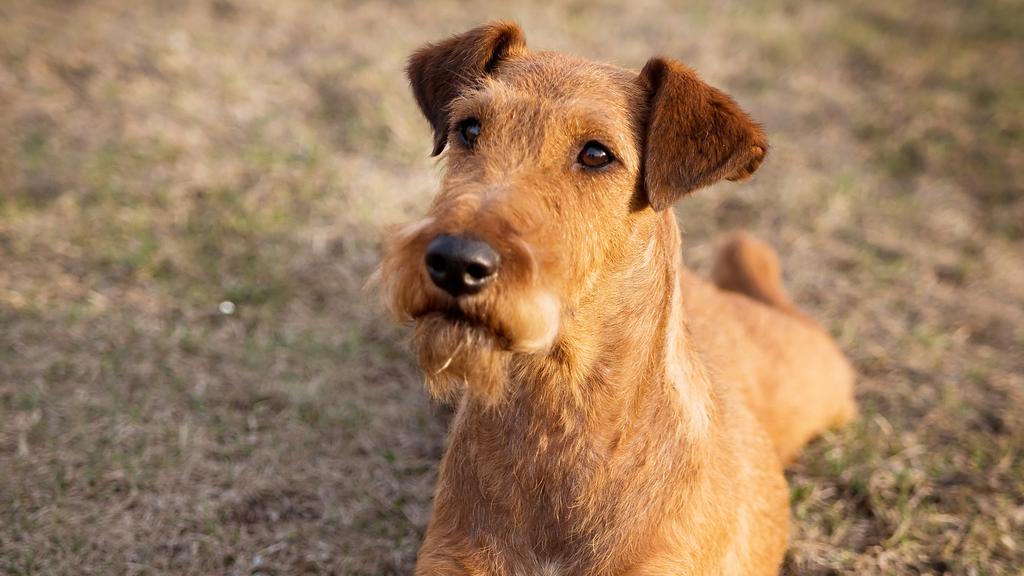 Irish Terrier