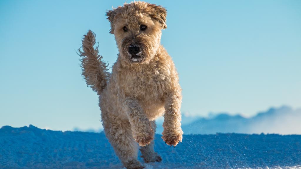 Irish Terrier