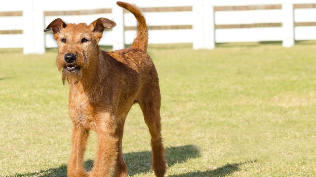 Irish Terrier