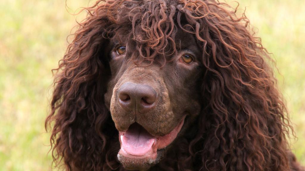 Irish Water Spaniel