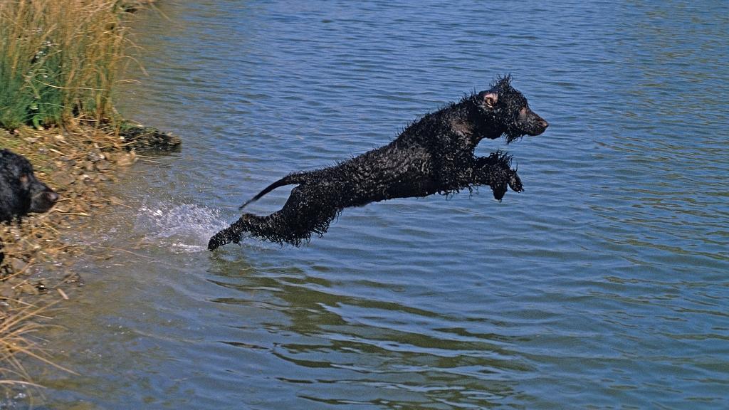 Irish Water Spaniel