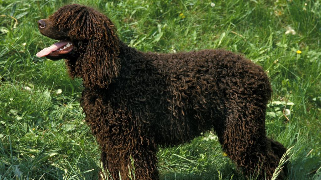 Irish Water Spaniel