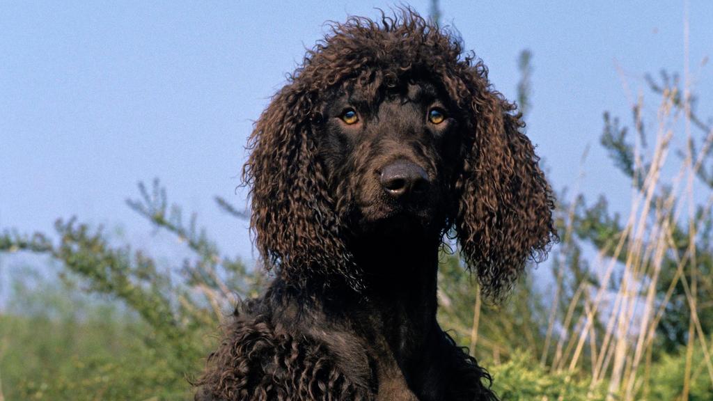 Irish Water Spaniel