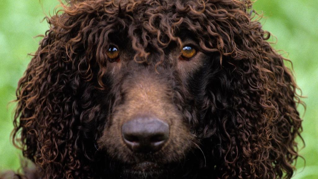 Suitability for First-Time vs. Experienced Owners icon