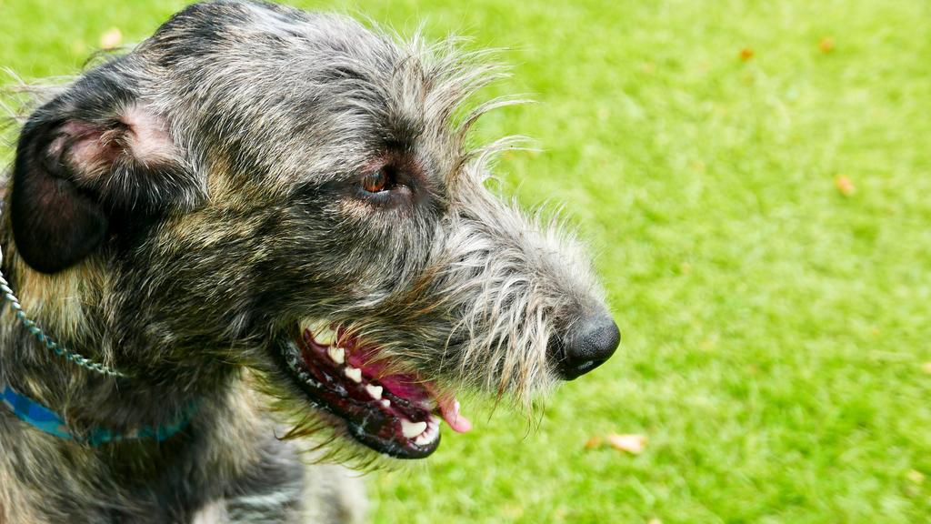 Adoption vs. Breeder Considerations icon