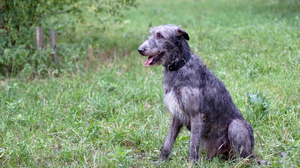 Irish Wolfhound
