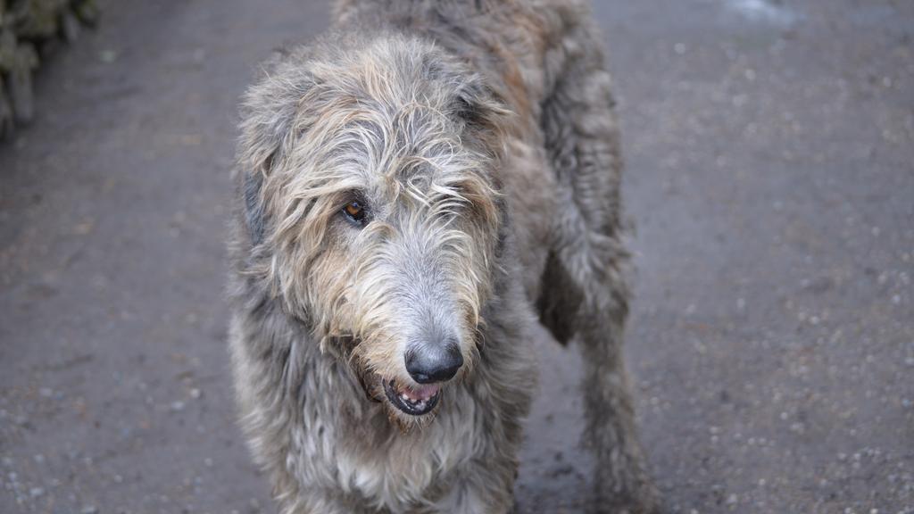 Grooming & Health icon