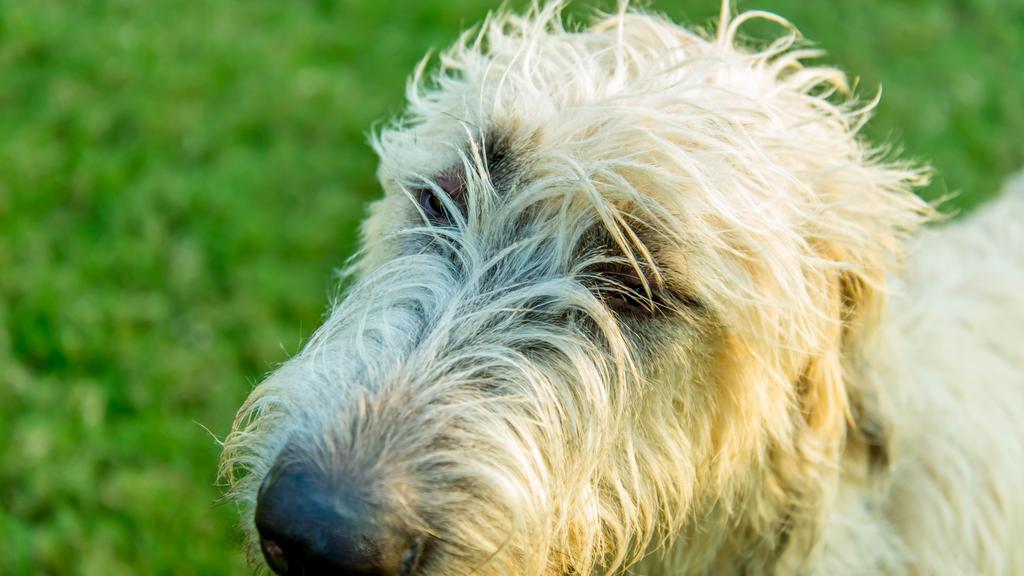 Irish Wolfhound