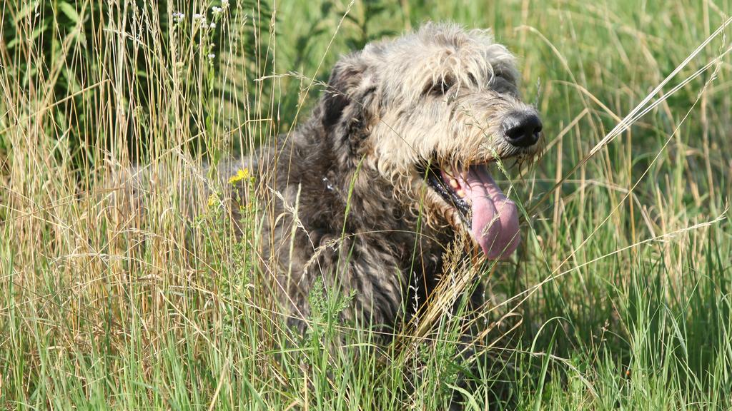 Irish Wolfhound